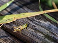 Kleine, Gefleckte Keulenschrecke sitzt auf Balken